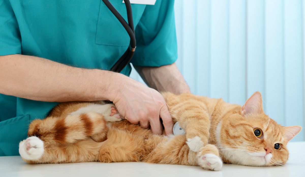 a vet with a stethoscope examining a cat
