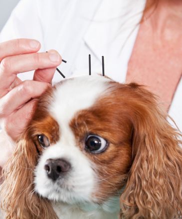 a dog with acupuncture